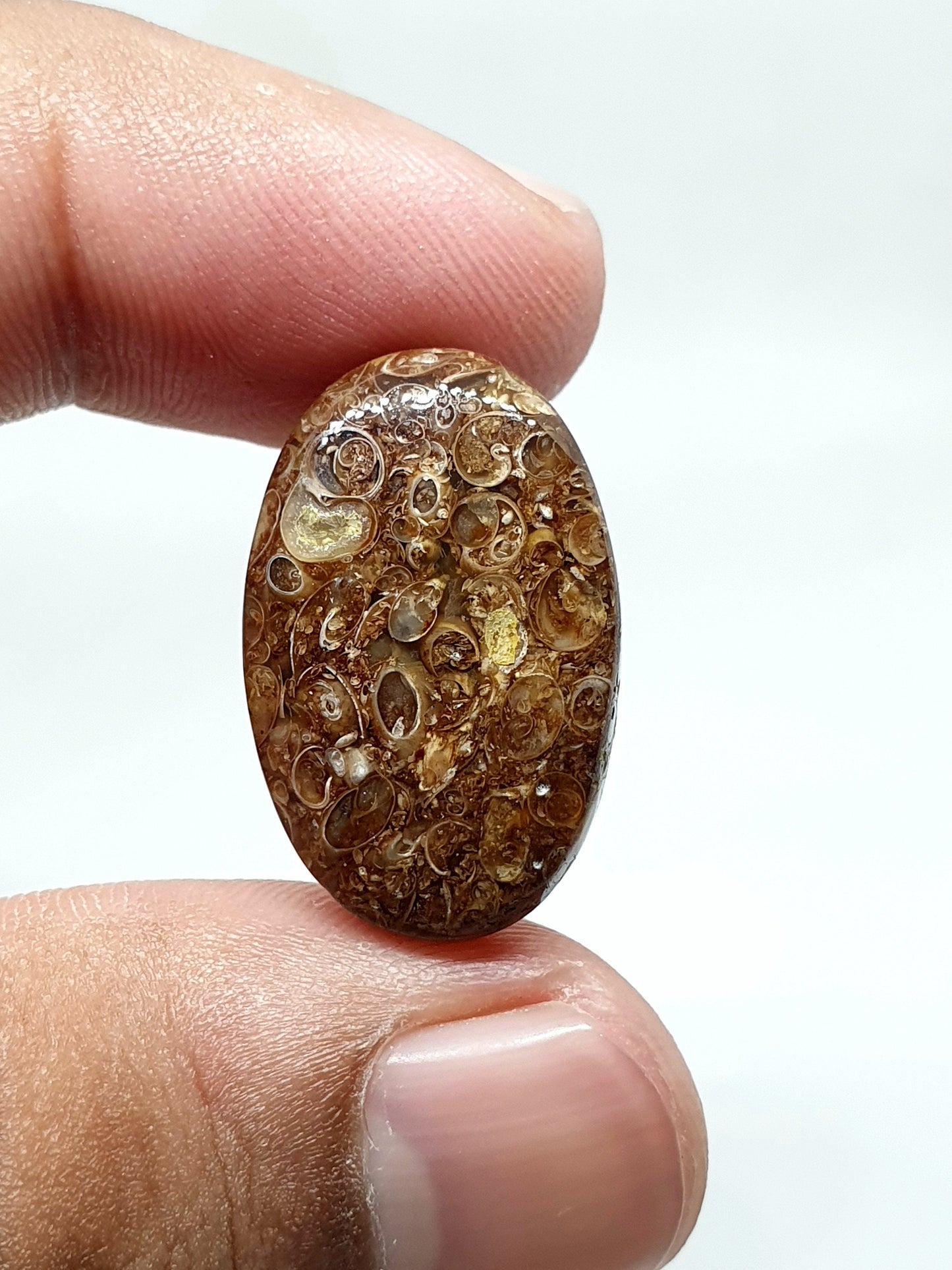 AAA Oval Turritella Agate Cabochon: Natural Loose Gemstone (24x15x6 mm)