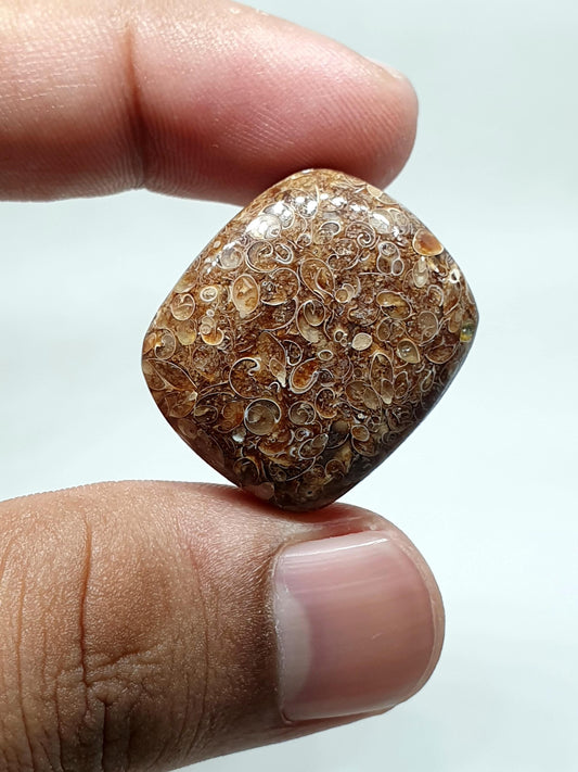 Natural Turritella Agate Cabochon: Square Loose Gemstone (26 X 22 X 10 mm)