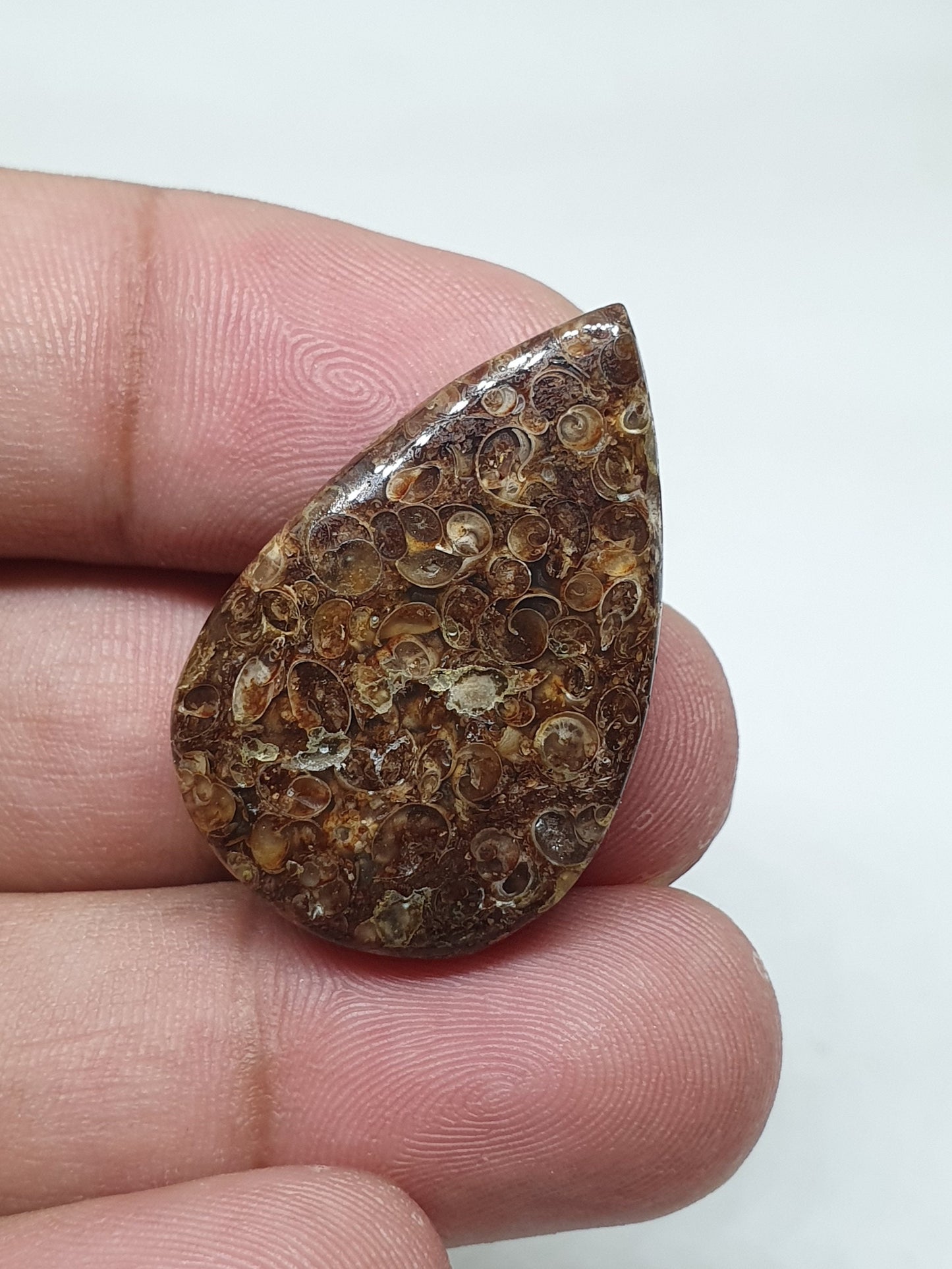 Teardrop Turritella Agate Cabochon: Natural Jewelry Making Stone (32x20x6mm)