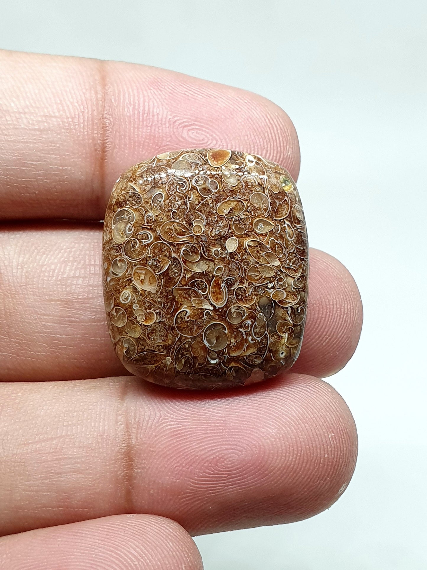 Natural Turritella Agate Cabochon: Square Loose Gemstone (26 X 22 X 10 mm)