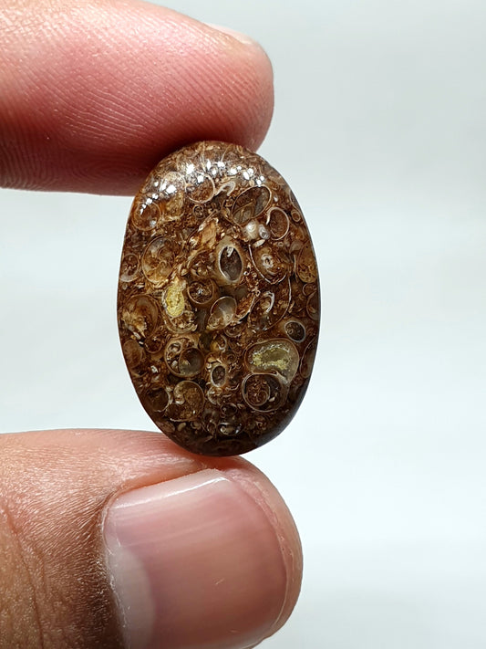 AAA Oval Turritella Agate Cabochon: Natural Loose Gemstone (24x15x6 mm)