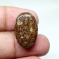 AAA Oval Turritella Agate Cabochon: Natural Loose Gemstone (24x15x6 mm)