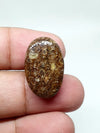 AAA Oval Turritella Agate Cabochon: Natural Loose Gemstone (24x15x6 mm)