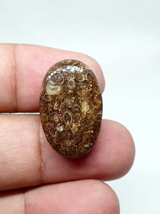 AAA Oval Turritella Agate Cabochon: Natural Loose Gemstone (24x15x6 mm)