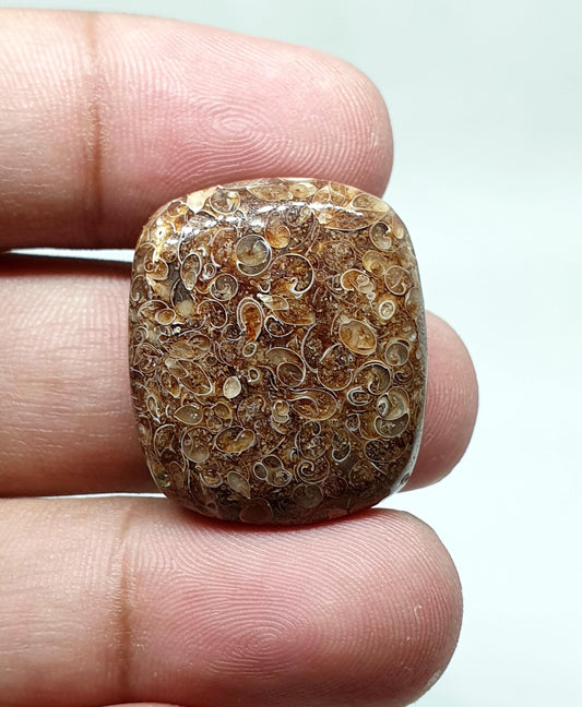 Natural Turritella Agate Cabochon: Square Loose Gemstone (26 X 22 X 10 mm)