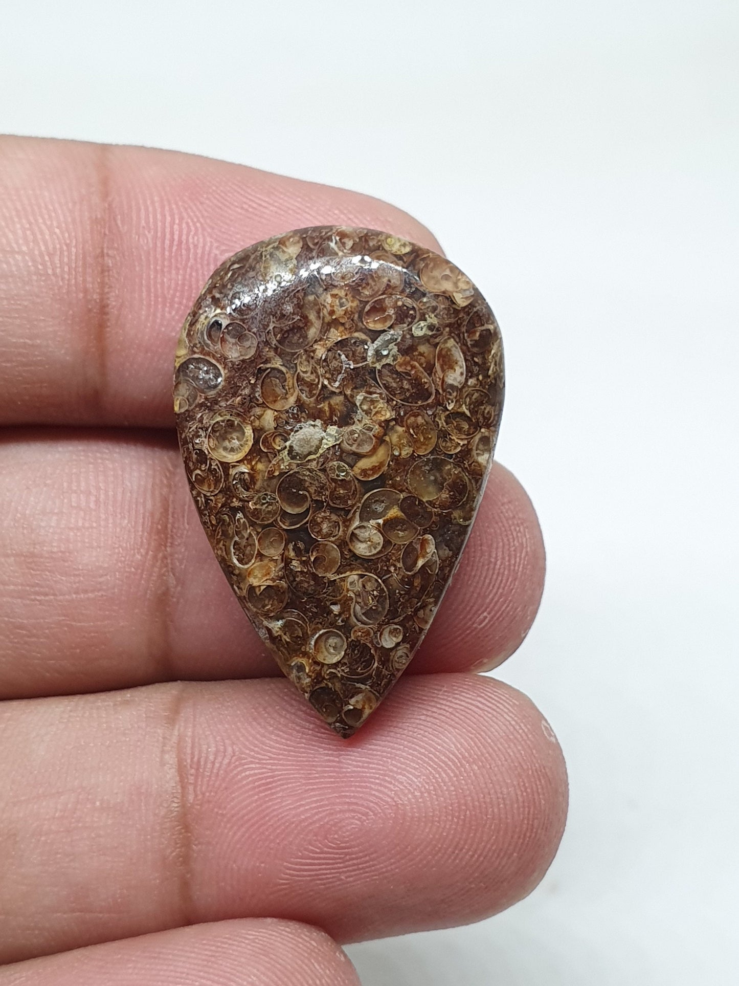 Teardrop Turritella Agate Cabochon: Natural Jewelry Making Stone (32x20x6mm)
