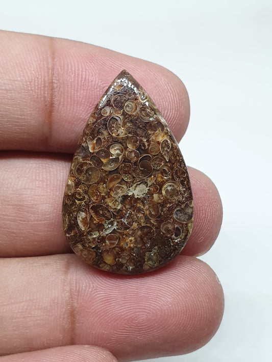 Teardrop Turritella Agate Cabochon: Natural Jewelry Making Stone (32x20x6mm)