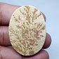 Oval Psilomelane Dendrite Cabochon: AAA Quality Loose Gemstone